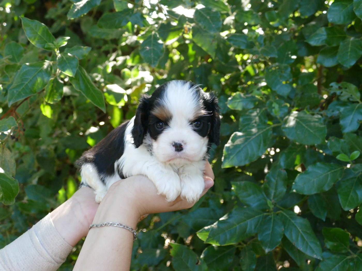 Du Temps Des Amazones - Chiots disponibles - Cavalier King Charles Spaniel