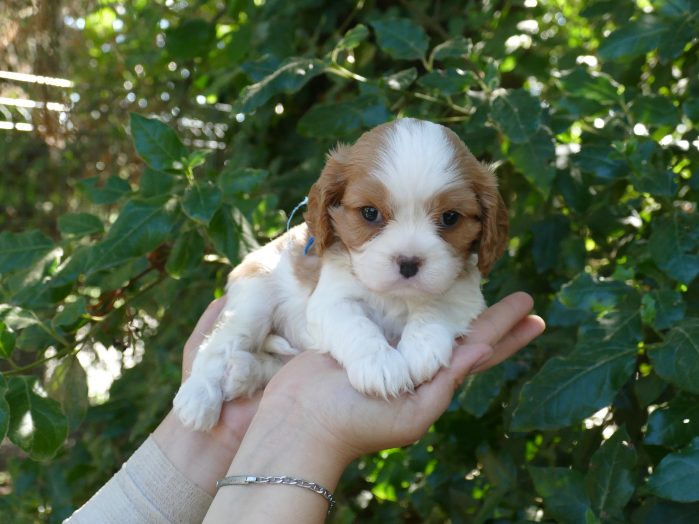 Du Temps Des Amazones - Chiots disponibles - Cavalier King Charles Spaniel
