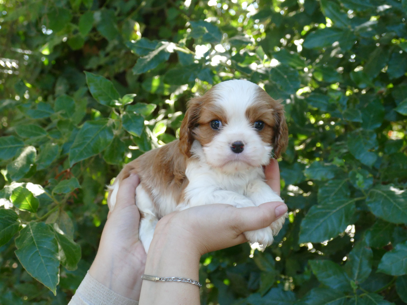 Du Temps Des Amazones - Chiots disponibles - Cavalier King Charles Spaniel
