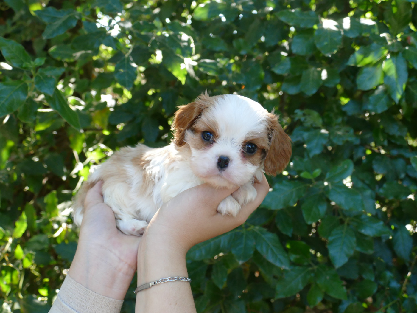 Du Temps Des Amazones - Chiots disponibles - Cavalier King Charles Spaniel