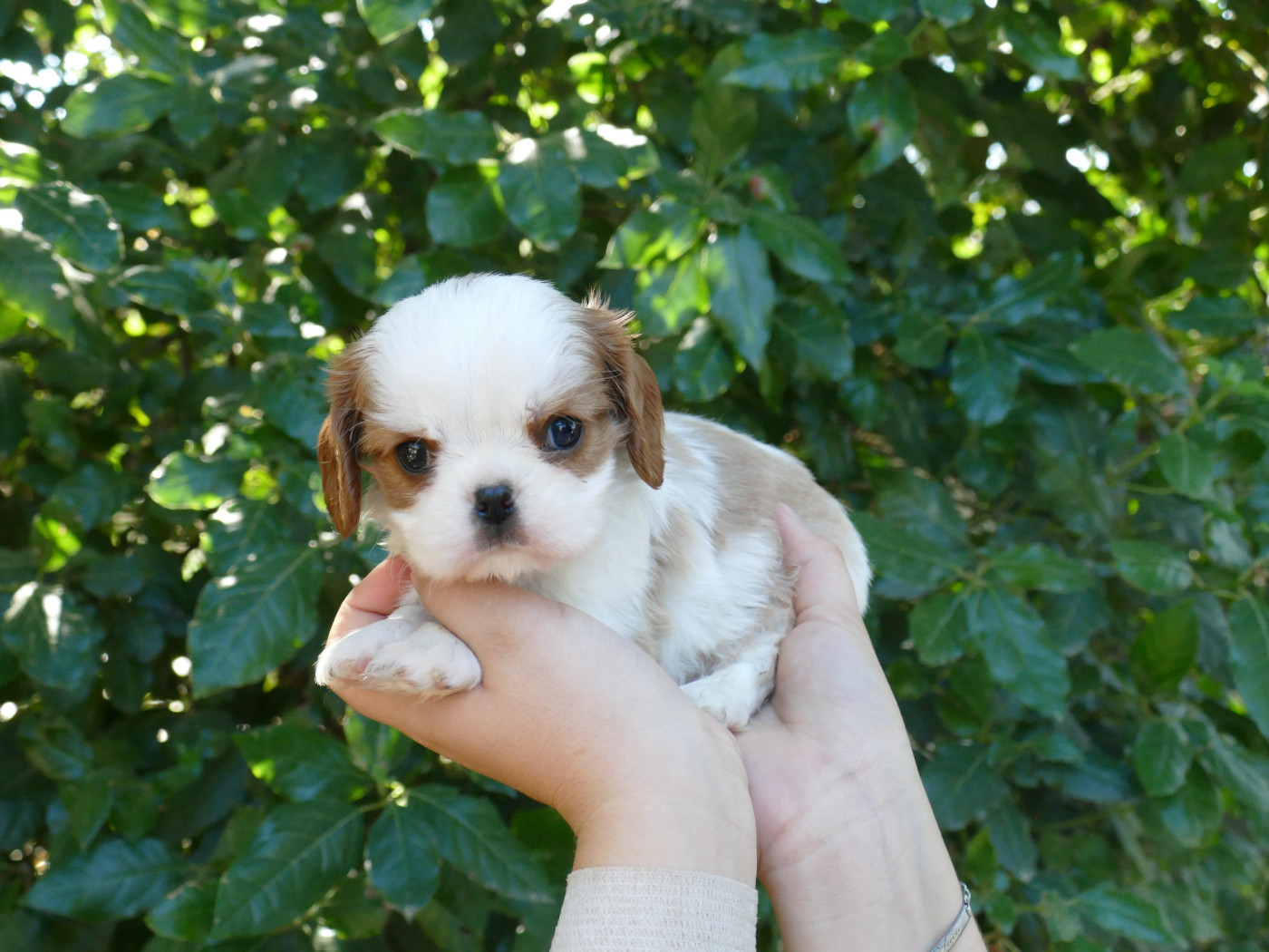 Du Temps Des Amazones - Chiots disponibles - Cavalier King Charles Spaniel