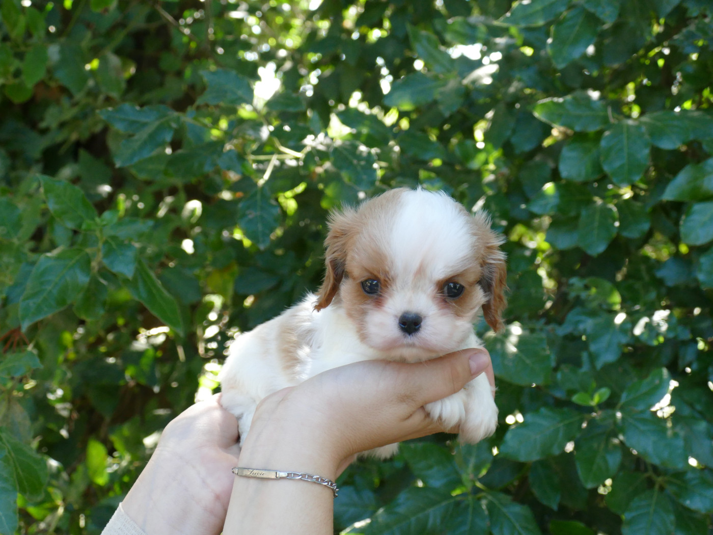 Du Temps Des Amazones - Chiots disponibles - Cavalier King Charles Spaniel