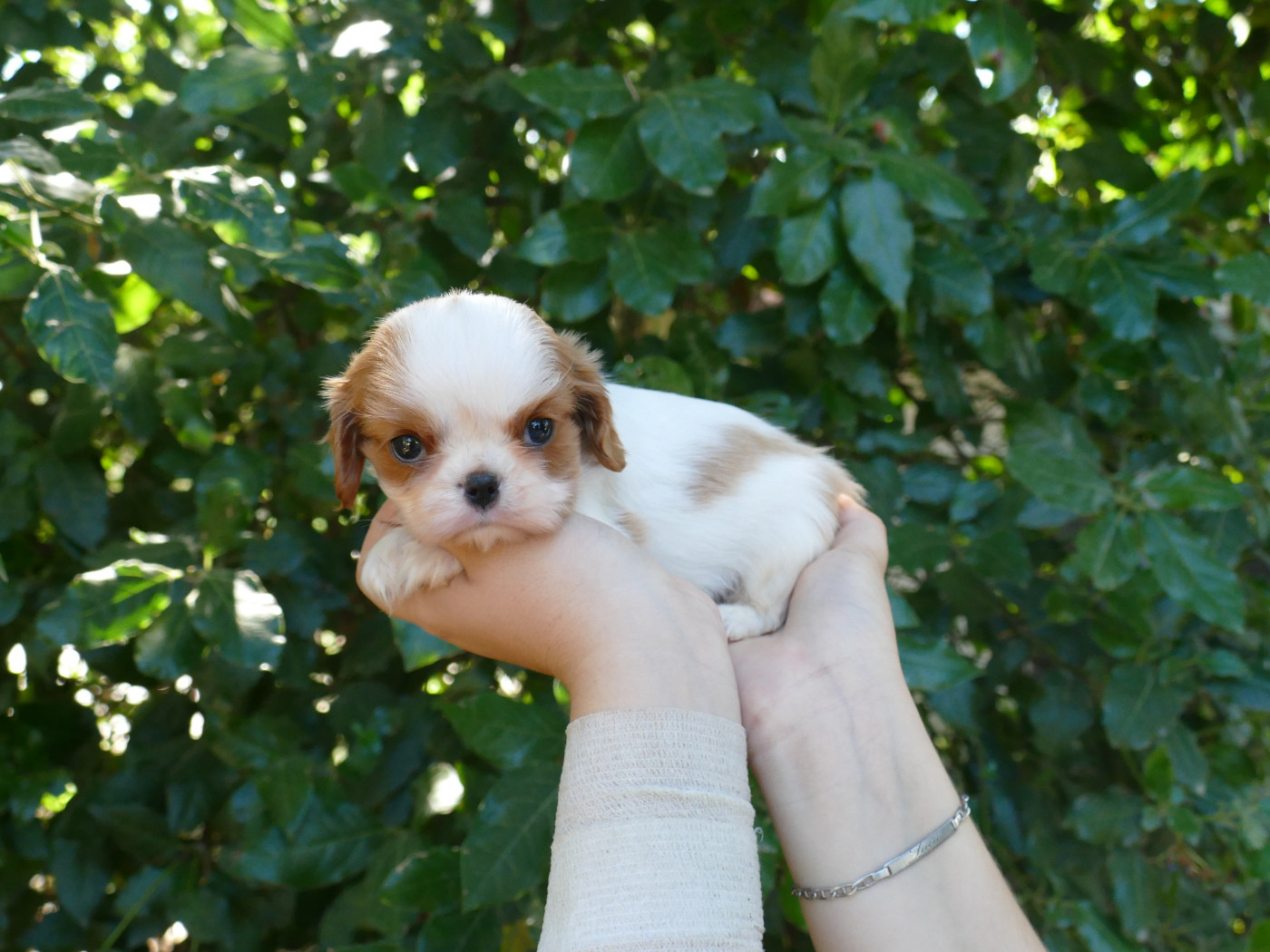 Du Temps Des Amazones - Chiots disponibles - Cavalier King Charles Spaniel