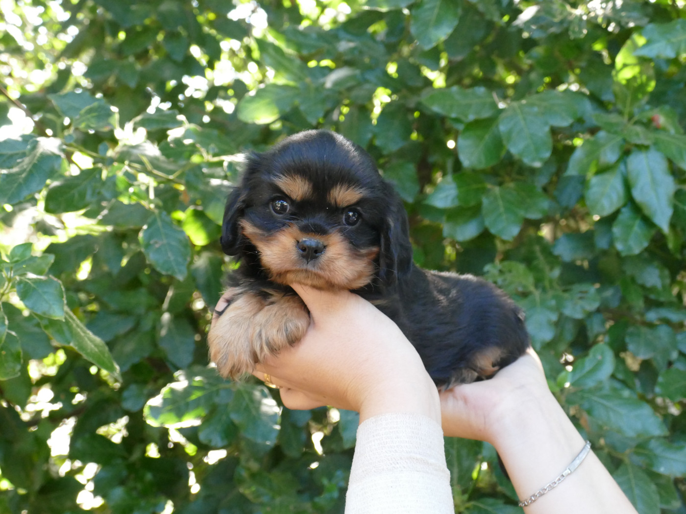 Du Temps Des Amazones - Chiots disponibles - Cavalier King Charles Spaniel