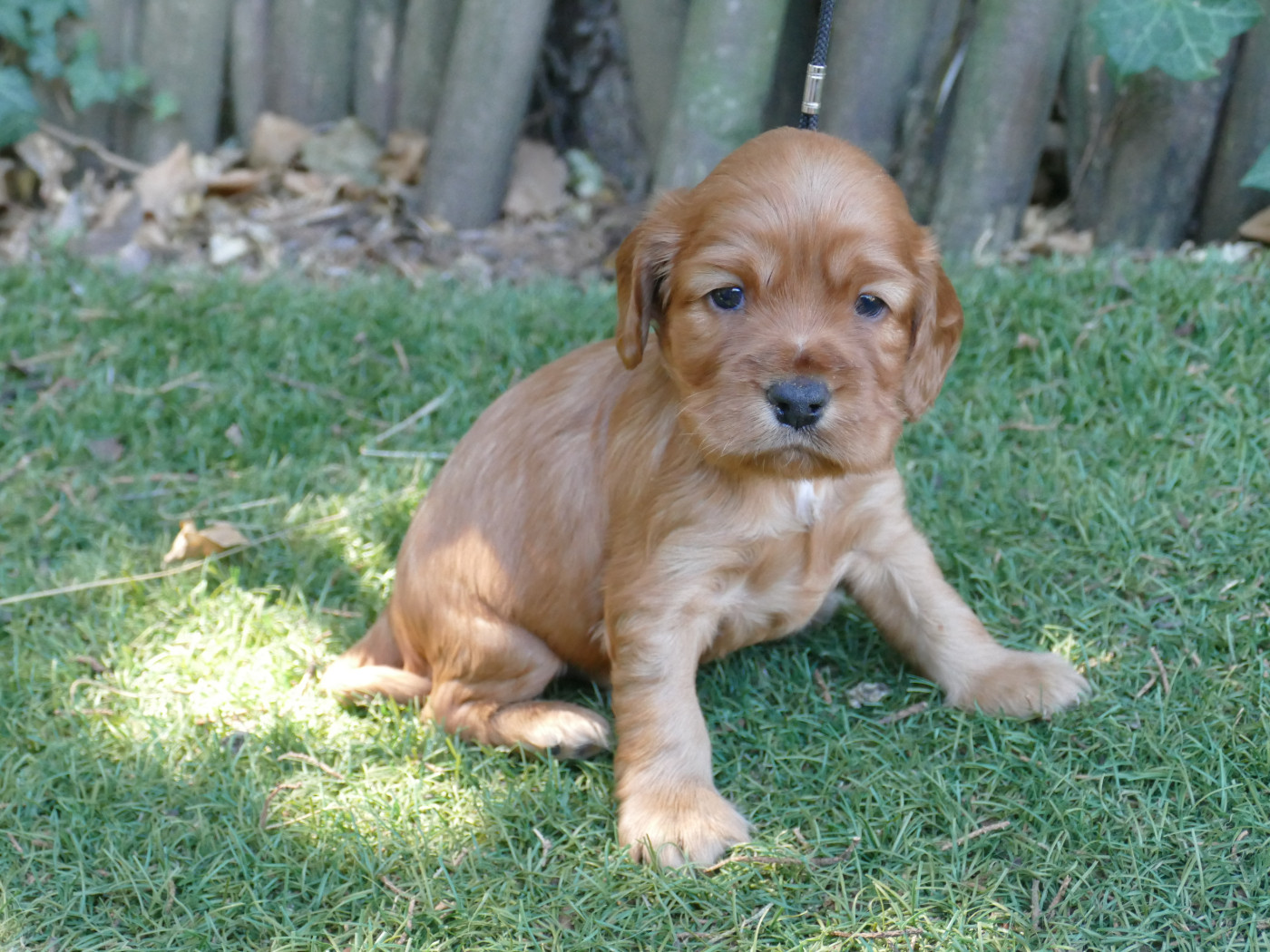 Du Temps Des Amazones - Chiots disponibles - Cocker Spaniel Anglais