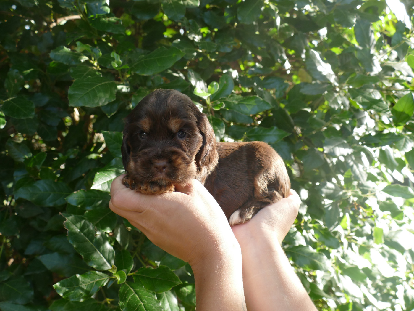 Du Temps Des Amazones - Chiots disponibles - Cocker Spaniel Anglais