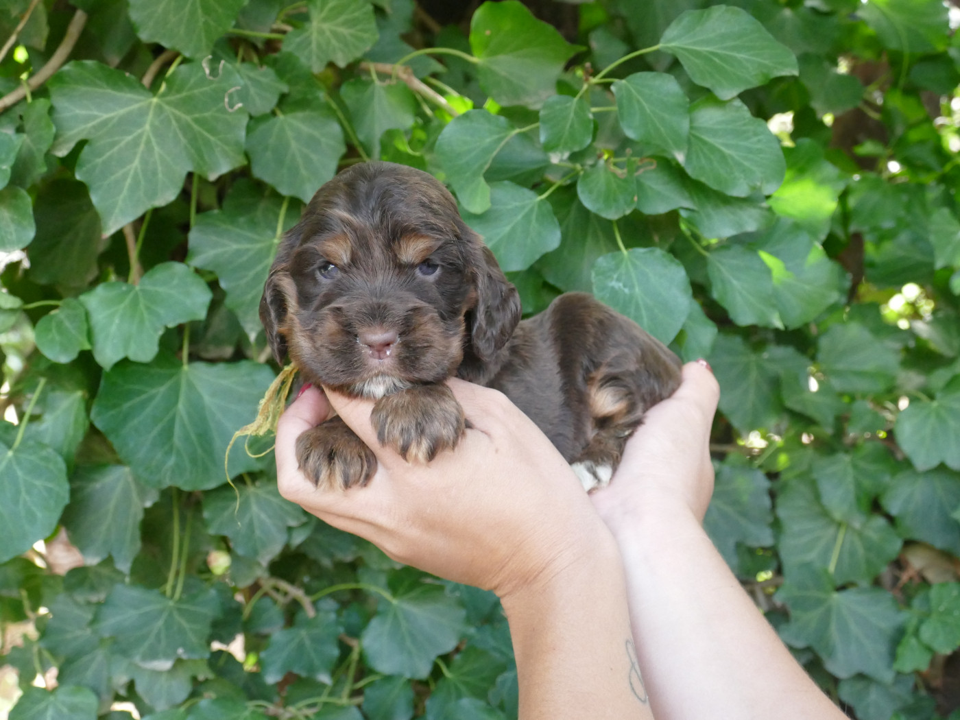 Du Temps Des Amazones - Chiots disponibles - Cocker Spaniel Anglais