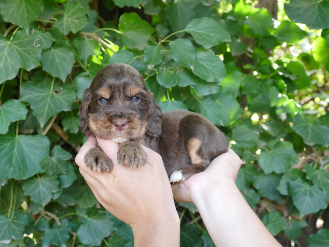 Du Temps Des Amazones - Chiots disponibles - Cocker Spaniel Anglais