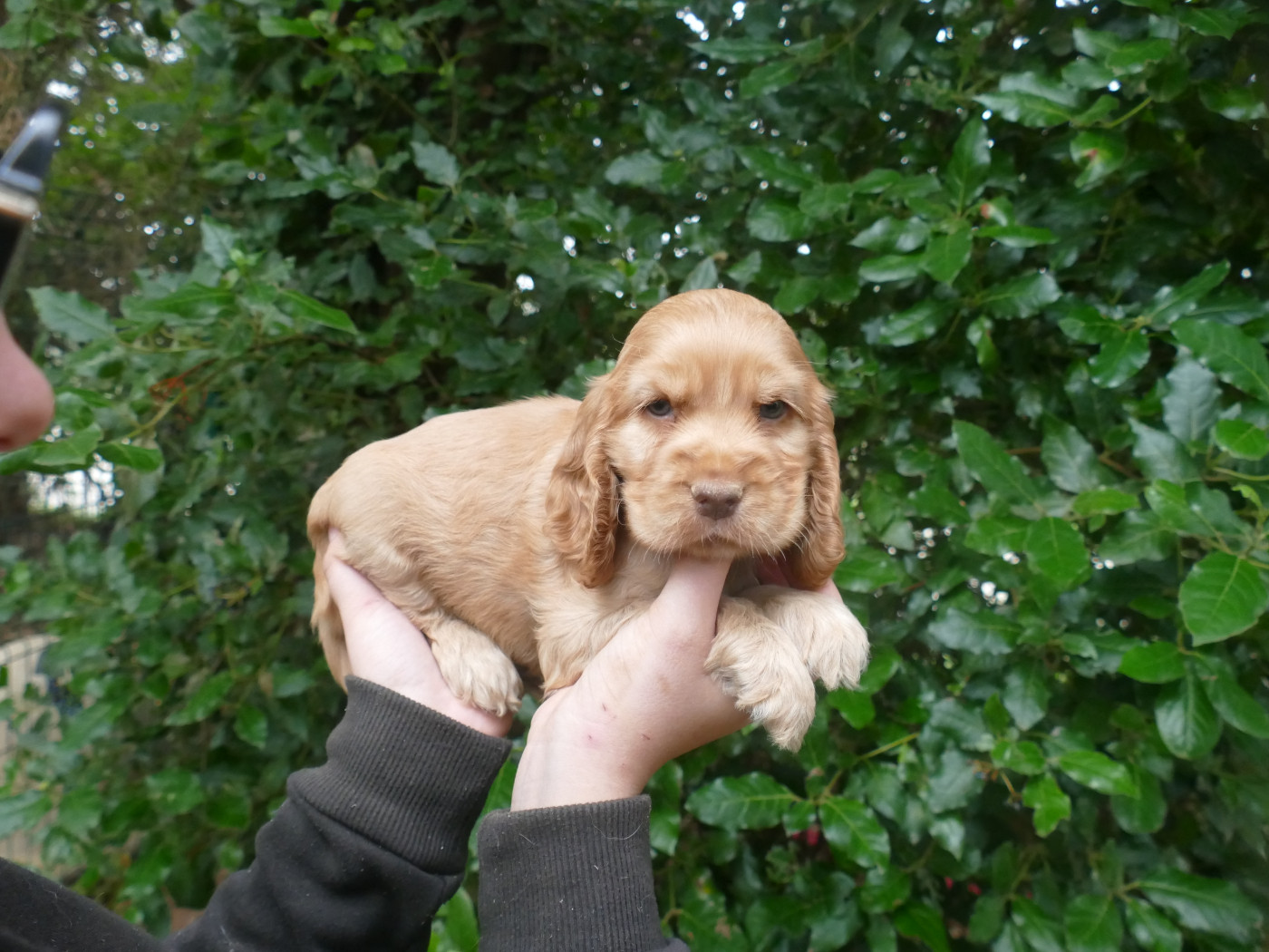 Du Temps Des Amazones - Chiots disponibles - Cocker Spaniel Anglais
