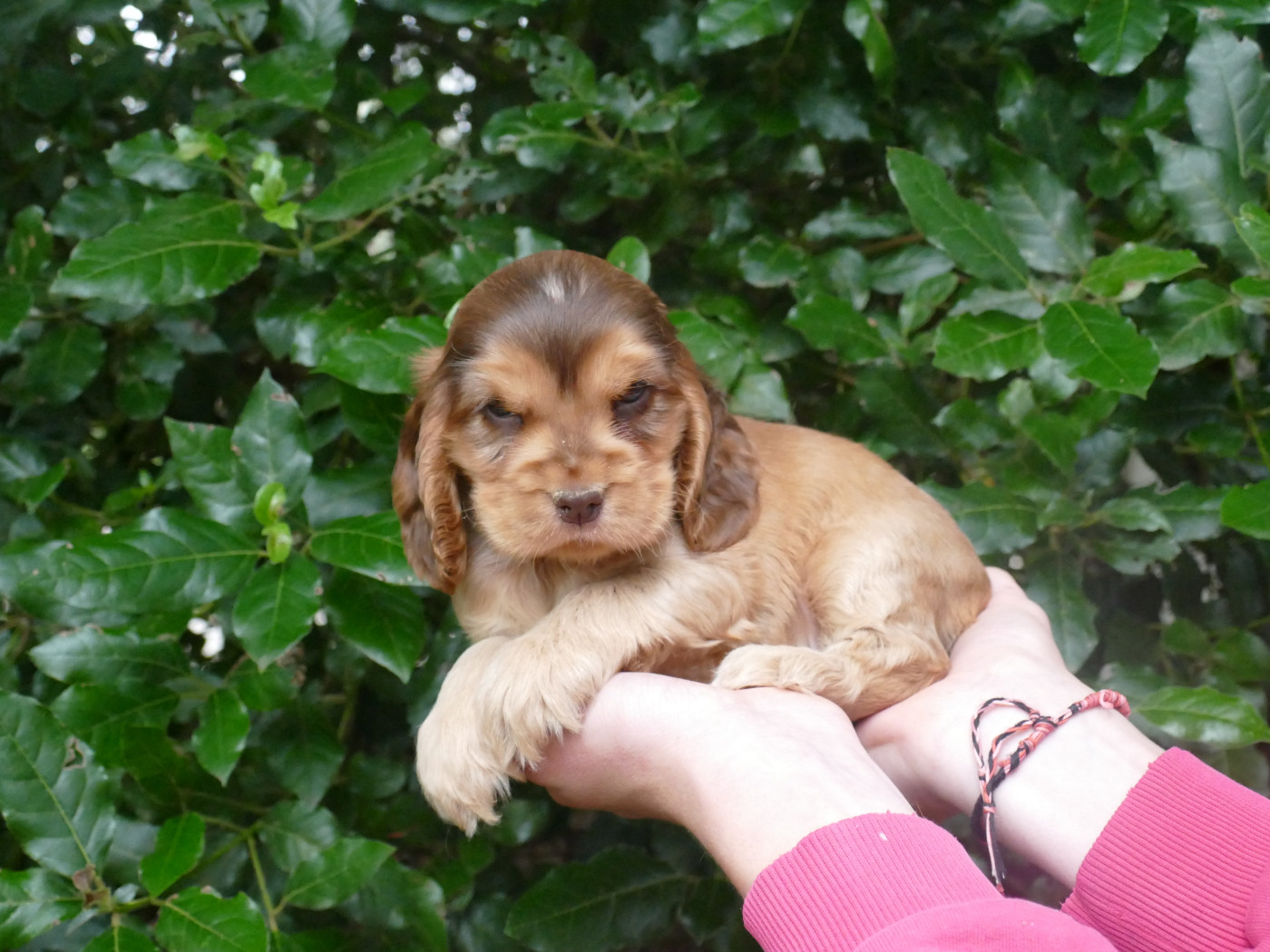 Du Temps Des Amazones - Chiots disponibles - Cocker Spaniel Anglais