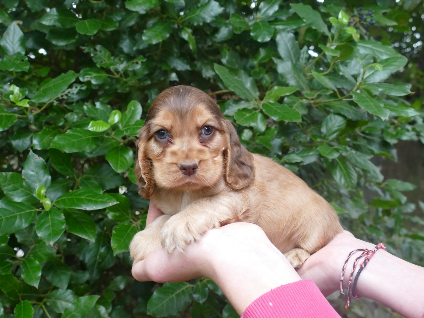 Du Temps Des Amazones - Chiots disponibles - Cocker Spaniel Anglais