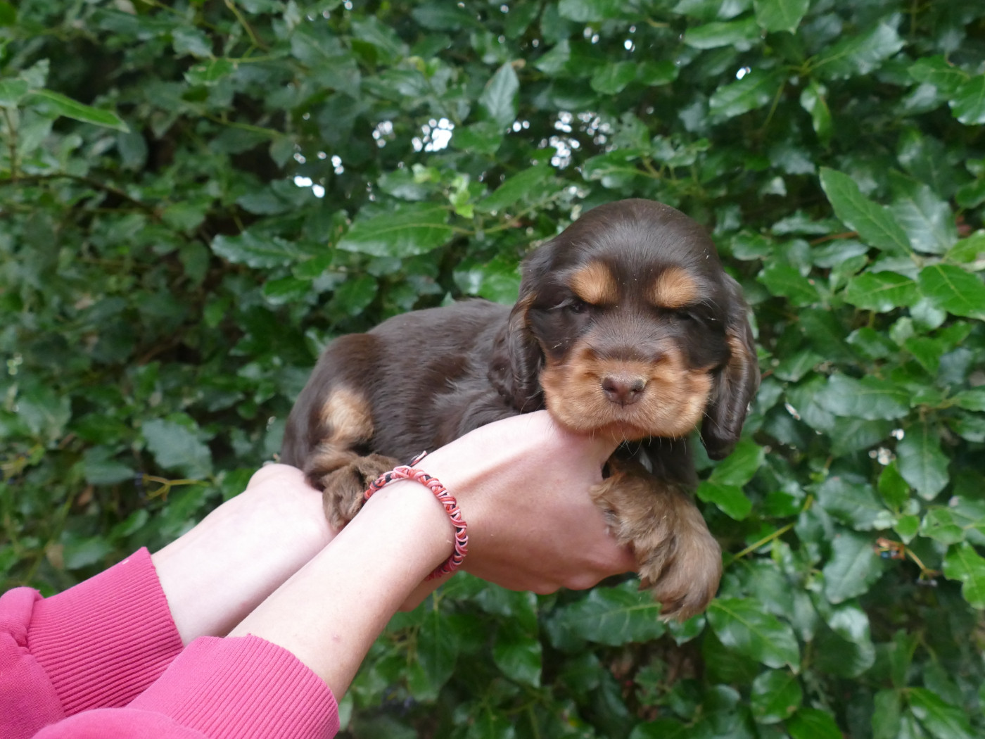 Du Temps Des Amazones - Chiots disponibles - Cocker Spaniel Anglais