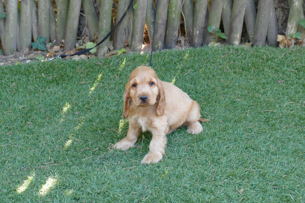 Du Temps Des Amazones - Chiots disponibles - Cocker Spaniel Anglais