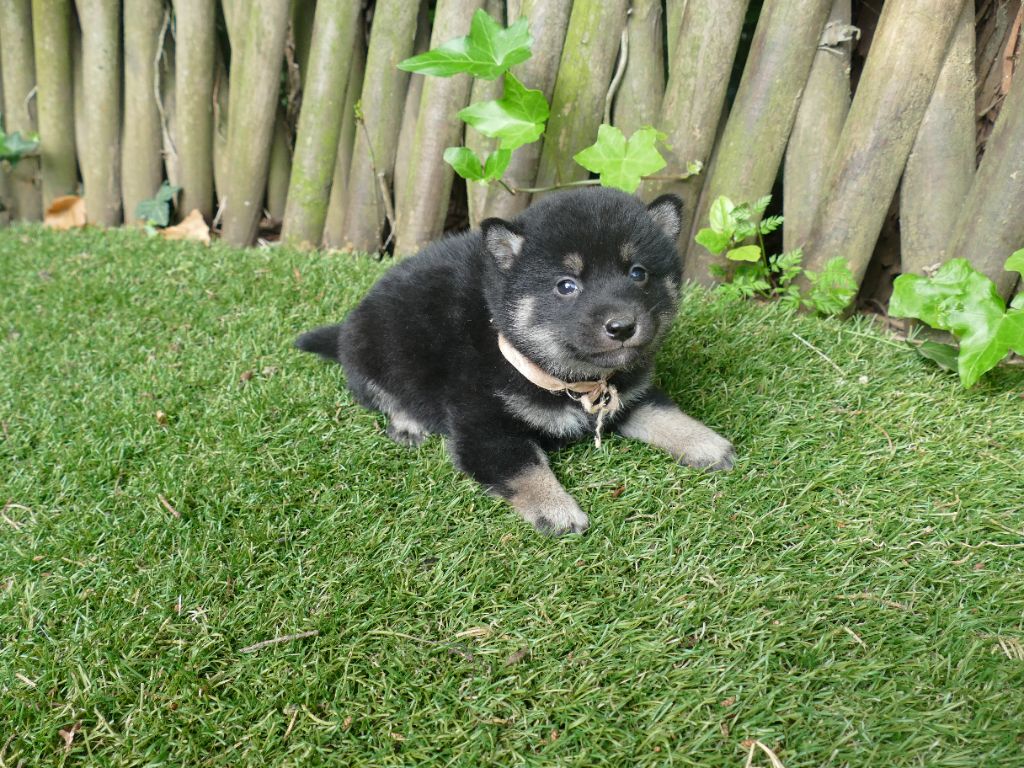 Du Temps Des Amazones - Chiots disponibles - Shiba