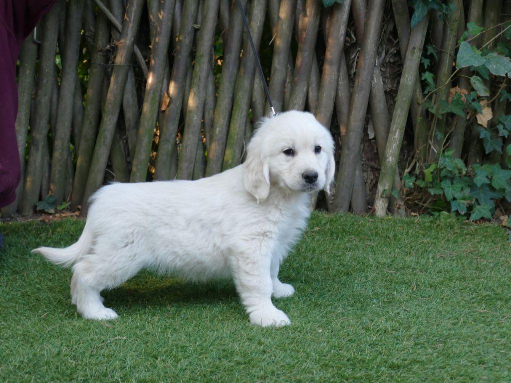 Du Temps Des Amazones - Chiots disponibles - Golden Retriever
