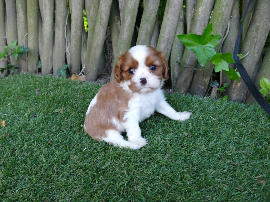 Du Temps Des Amazones - Chiots disponibles - Cavalier King Charles Spaniel