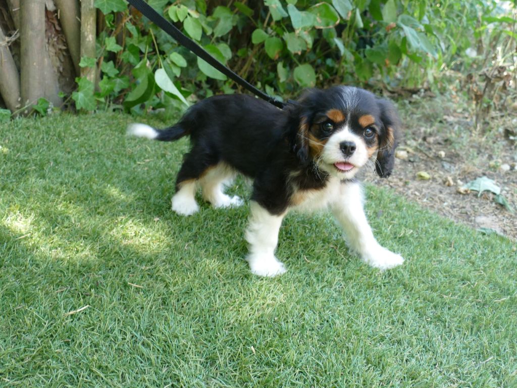 Du Temps Des Amazones - Chiots disponibles - Cavalier King Charles Spaniel