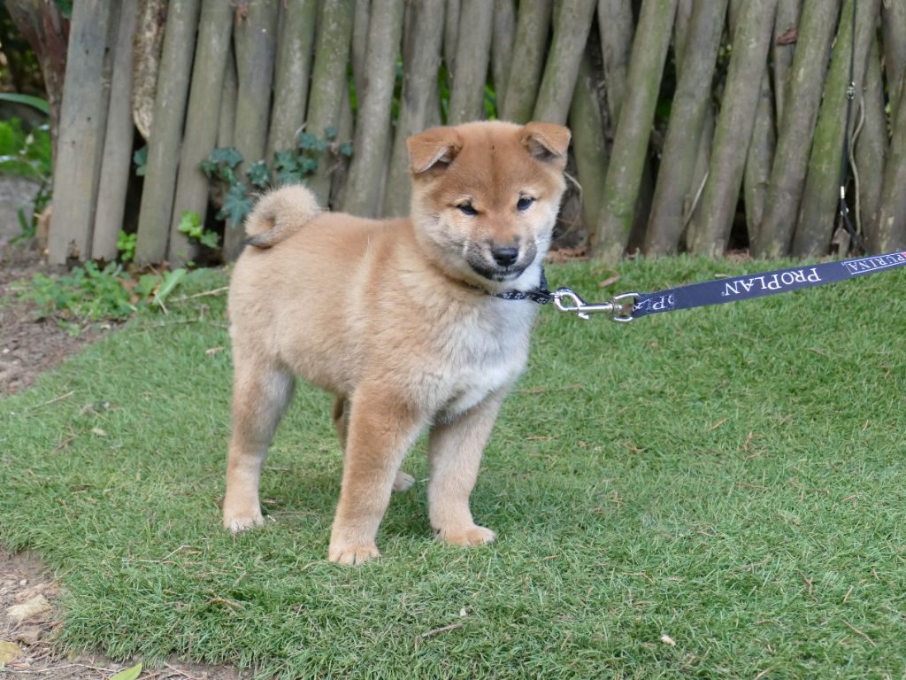 Du Temps Des Amazones - Chiots disponibles - Shiba