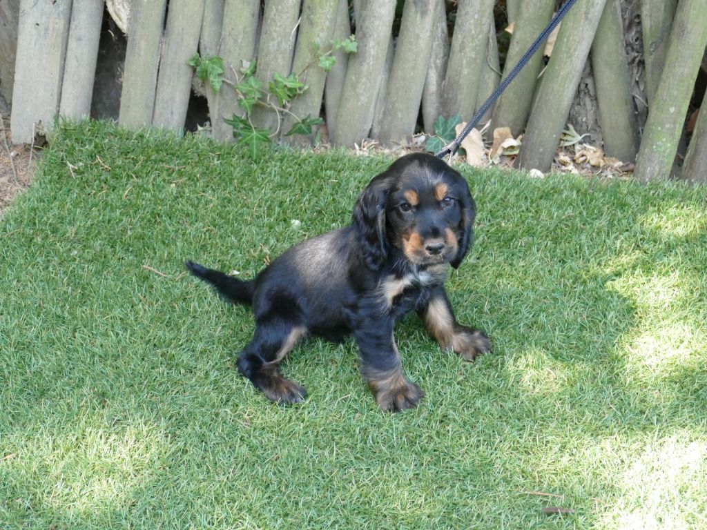 Du Temps Des Amazones - Chiots disponibles - Cocker Spaniel Anglais