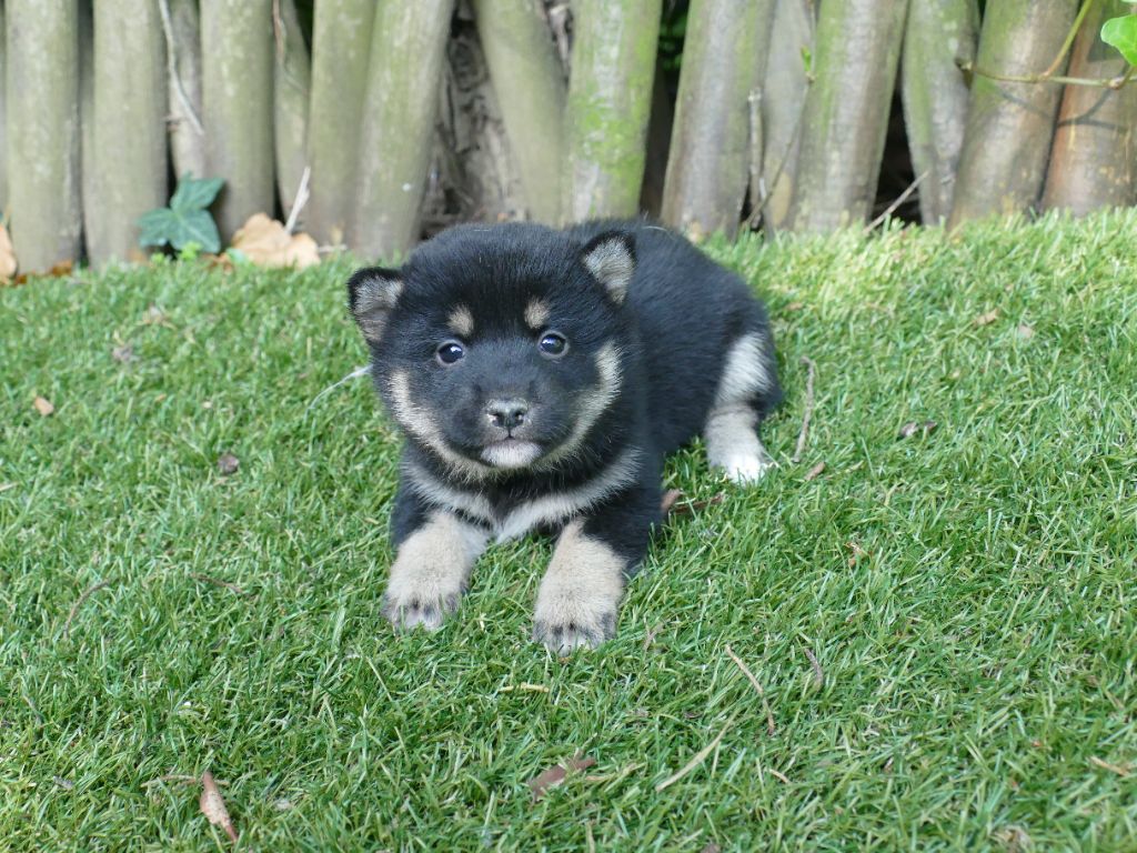 Du Temps Des Amazones - Chiots disponibles - Shiba