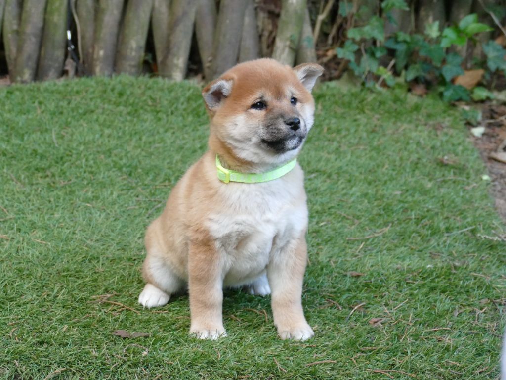 Du Temps Des Amazones - Chiots disponibles - Shiba