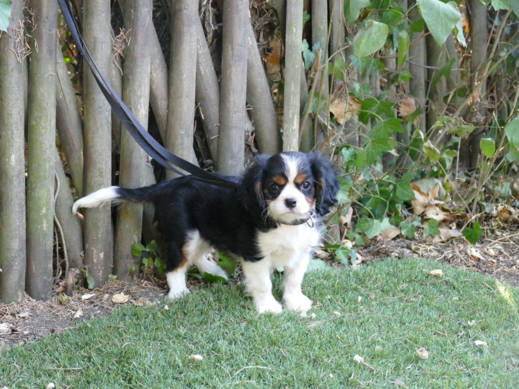 Du Temps Des Amazones - Chiots disponibles - Cavalier King Charles Spaniel