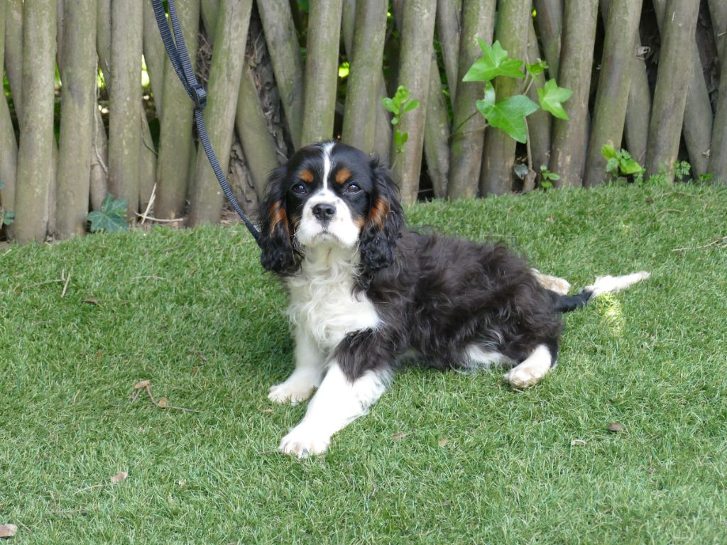 Du Temps Des Amazones - Chiots disponibles - Cavalier King Charles Spaniel