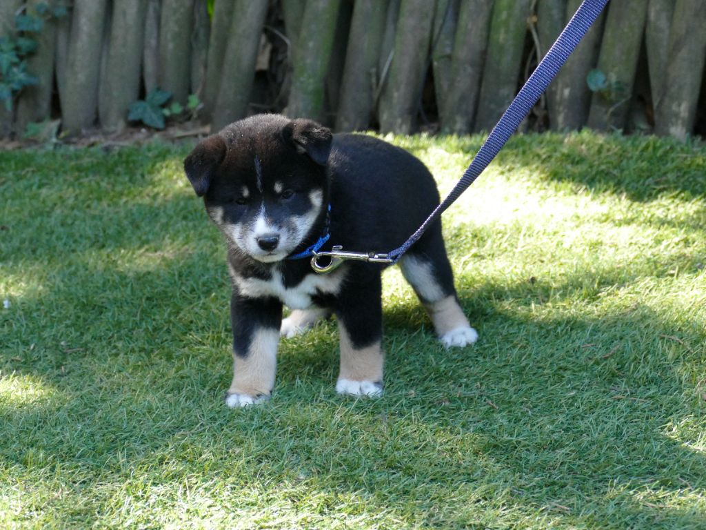 Du Temps Des Amazones - Chiots disponibles - Shiba