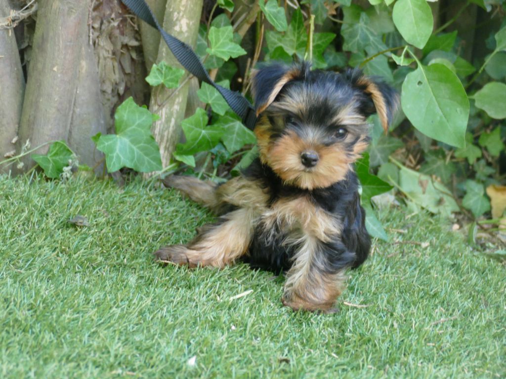 Du Temps Des Amazones - Chiots disponibles - Yorkshire Terrier