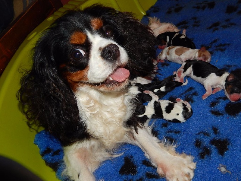 Du Temps Des Amazones - Cavalier King Charles Spaniel - Portée née le 17/09/2015
