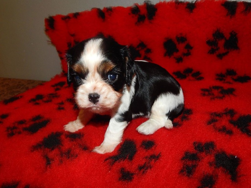 Du Temps Des Amazones - Cavalier King Charles Spaniel - Portée née le 28/10/2016
