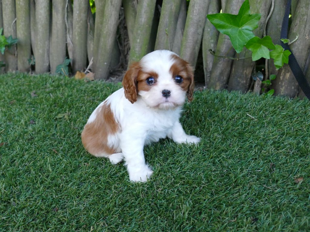 Du Temps Des Amazones - Chiots disponibles - Cavalier King Charles Spaniel