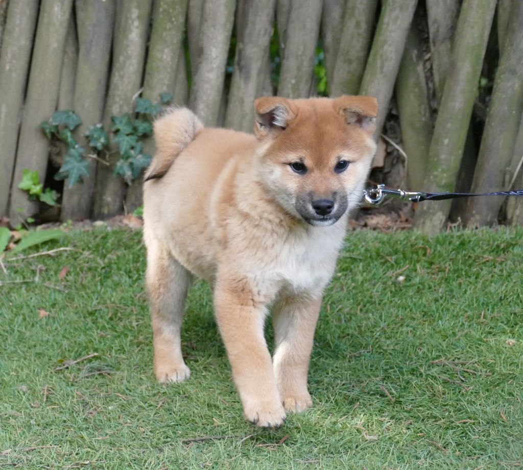 Du Temps Des Amazones - Chiots disponibles - Shiba