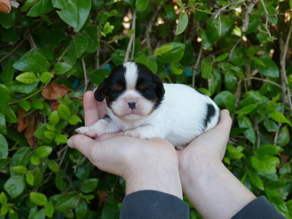 Du Temps Des Amazones - Chiots disponibles - Cavalier King Charles Spaniel