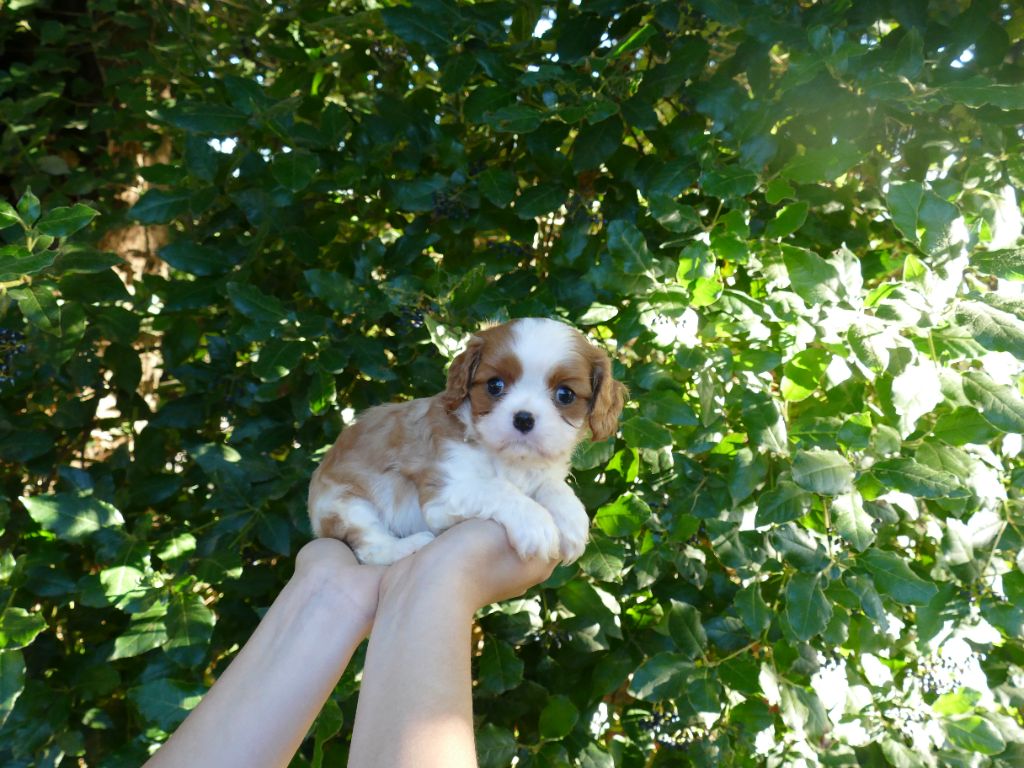 Du Temps Des Amazones - Cavalier King Charles Spaniel - Portée née le 17/08/2025