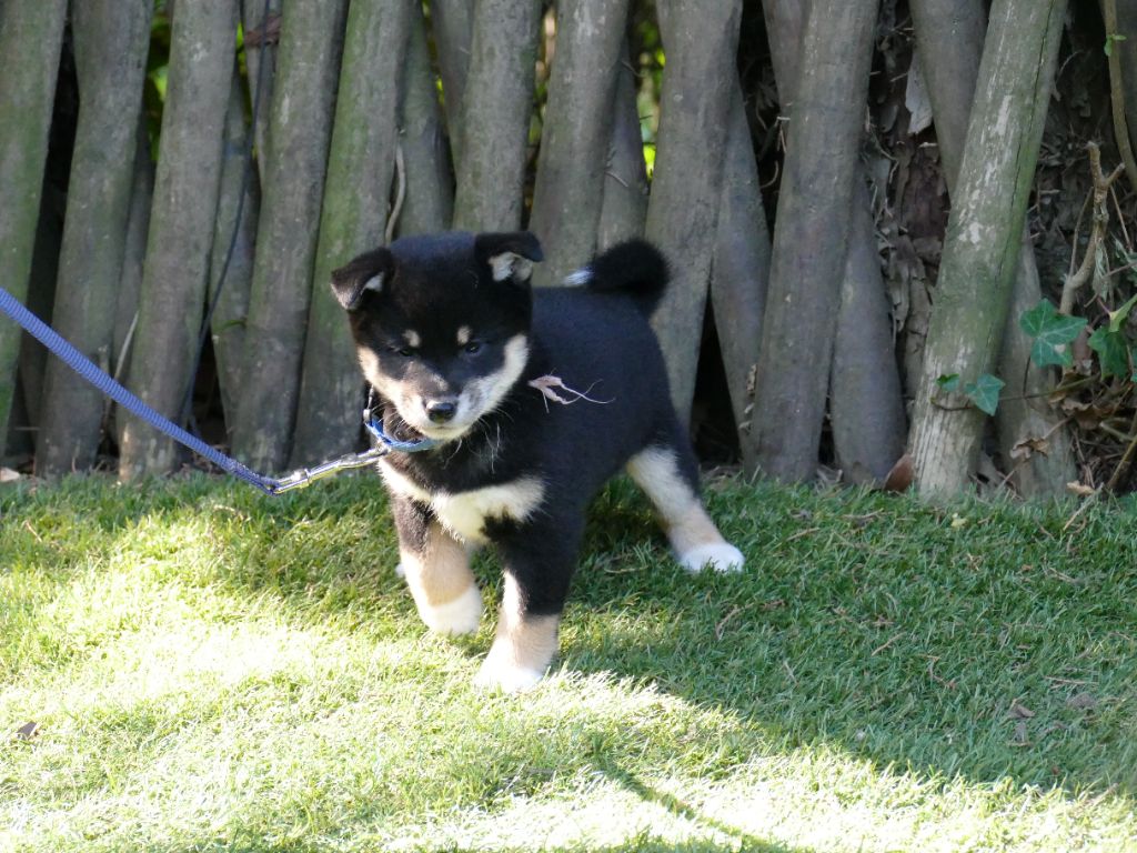 Du Temps Des Amazones - Chiots disponibles - Shiba