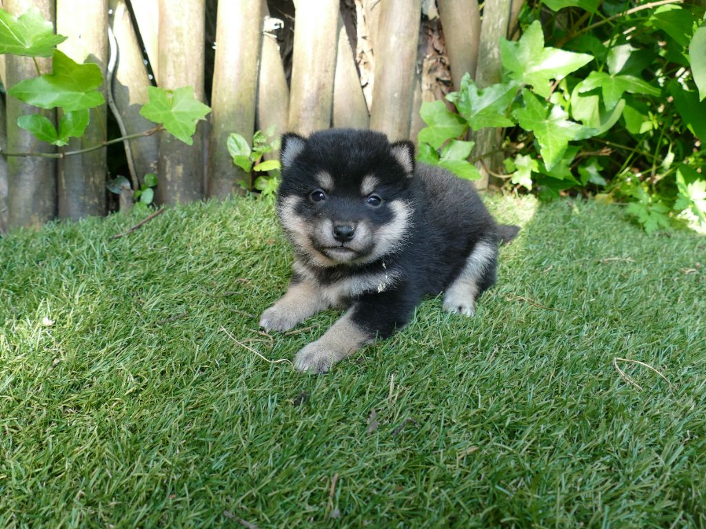 Du Temps Des Amazones - Chiots disponibles - Shiba