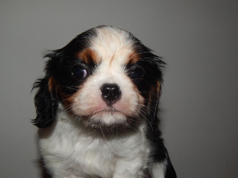 Du Temps Des Amazones - Cavalier King Charles Spaniel - Portée née le 23/01/2015