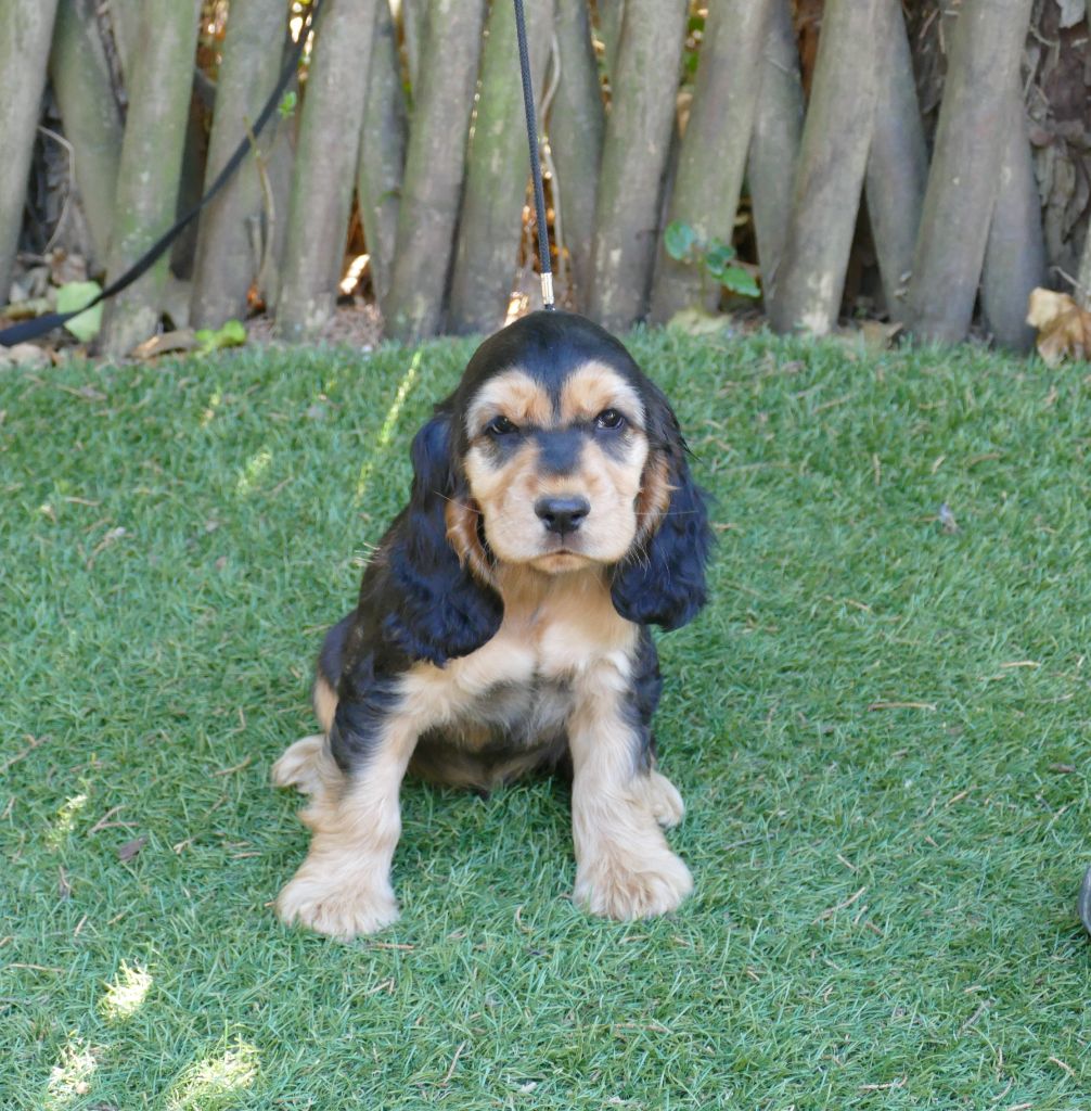 Du Temps Des Amazones - Chiots disponibles - Cocker Spaniel Anglais