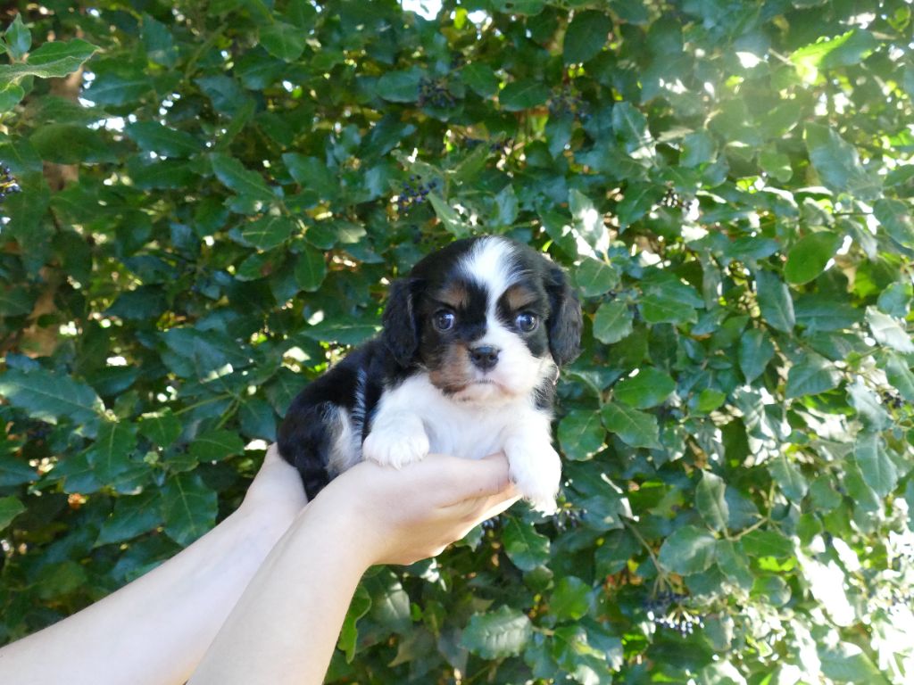 Du Temps Des Amazones - Chiots disponibles - Cavalier King Charles Spaniel