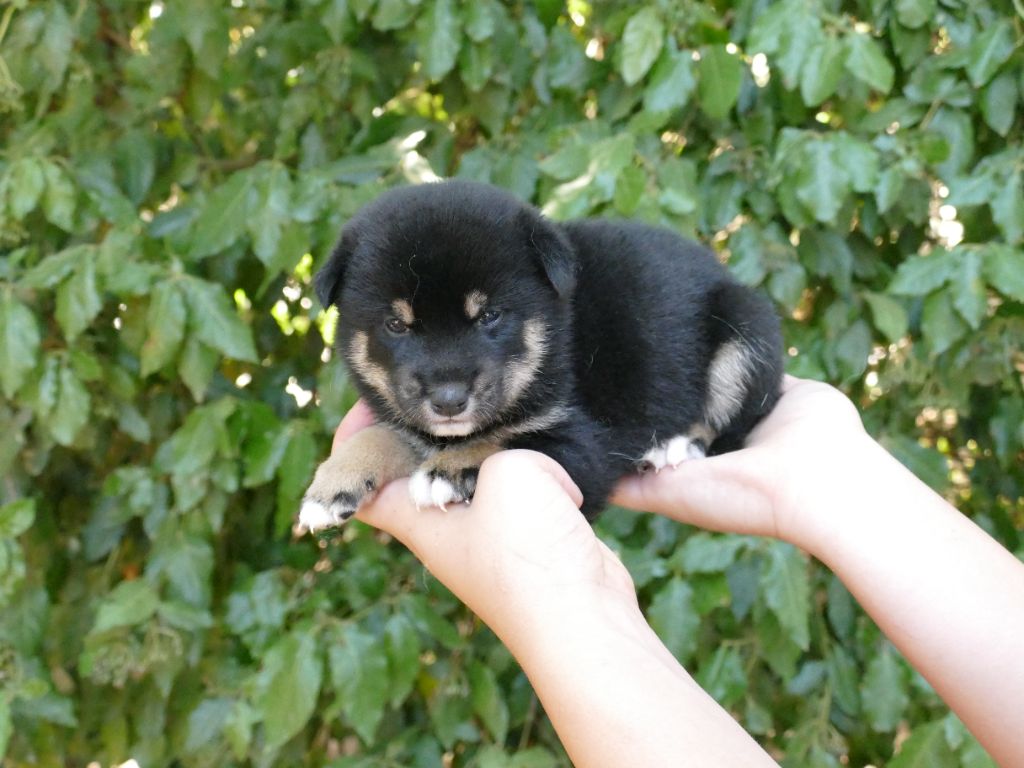 Du Temps Des Amazones - Chiots disponibles - Shiba