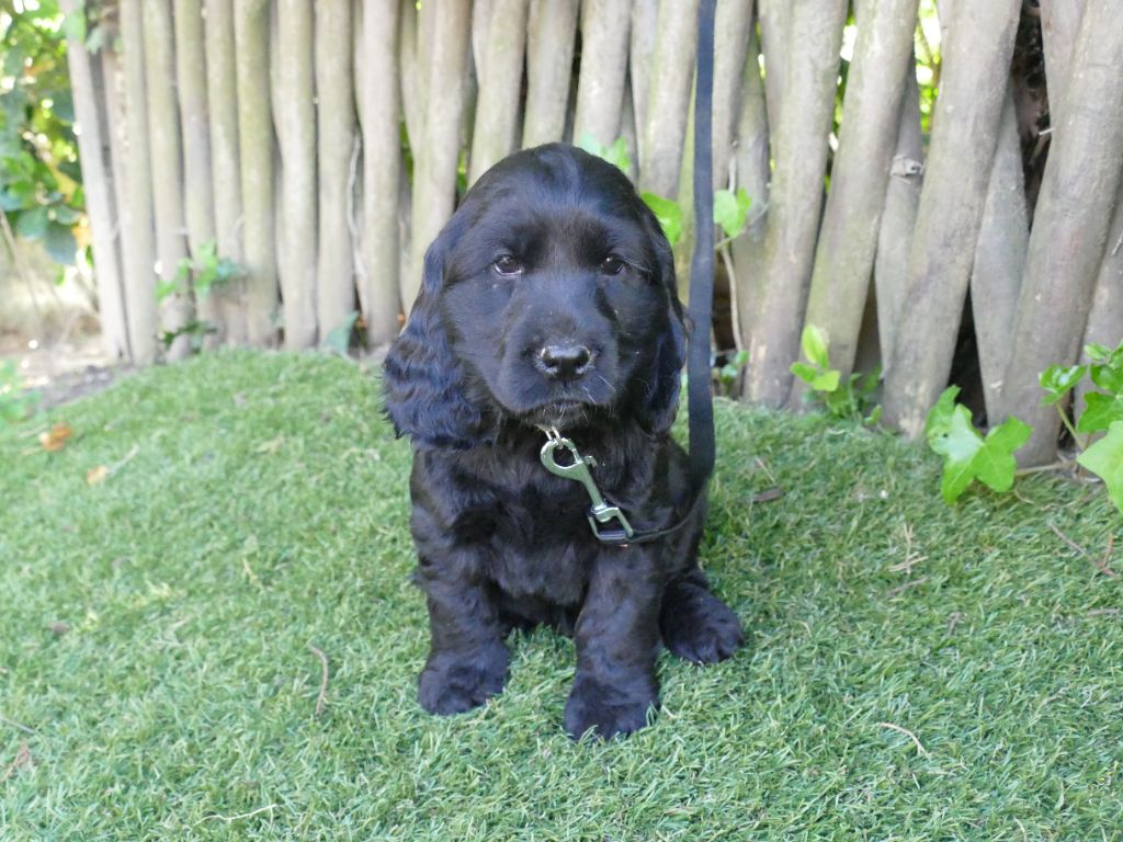 Du Temps Des Amazones - Chiots disponibles - Cocker Spaniel Anglais