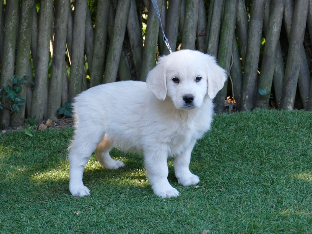 Du Temps Des Amazones - Chiots disponibles - Golden Retriever