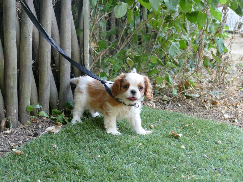 Du Temps Des Amazones - Chiots disponibles - Cavalier King Charles Spaniel