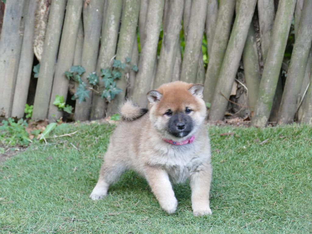 Du Temps Des Amazones - Chiots disponibles - Shiba