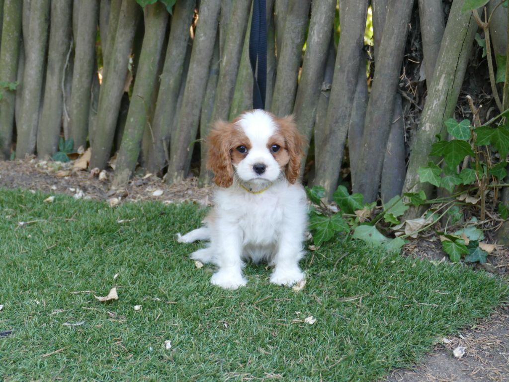 Du Temps Des Amazones - Chiots disponibles - Cavalier King Charles Spaniel