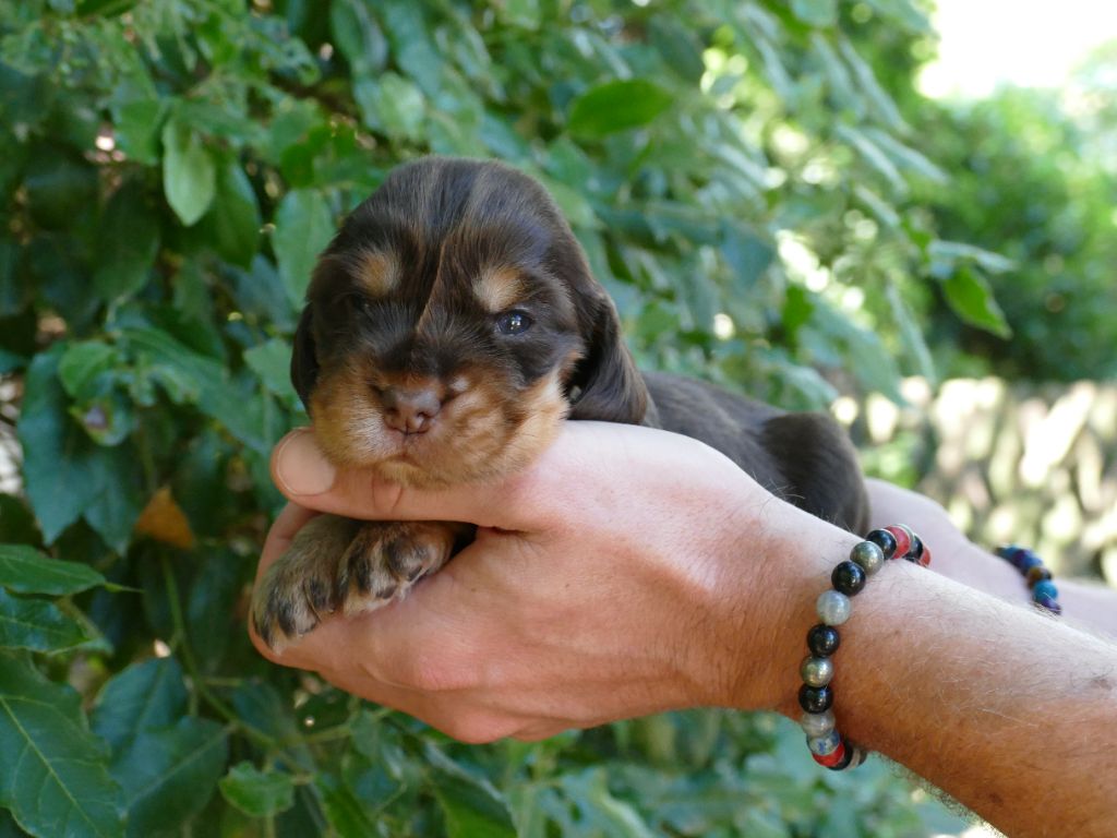 Du Temps Des Amazones - Chiots disponibles - Cocker Spaniel Anglais