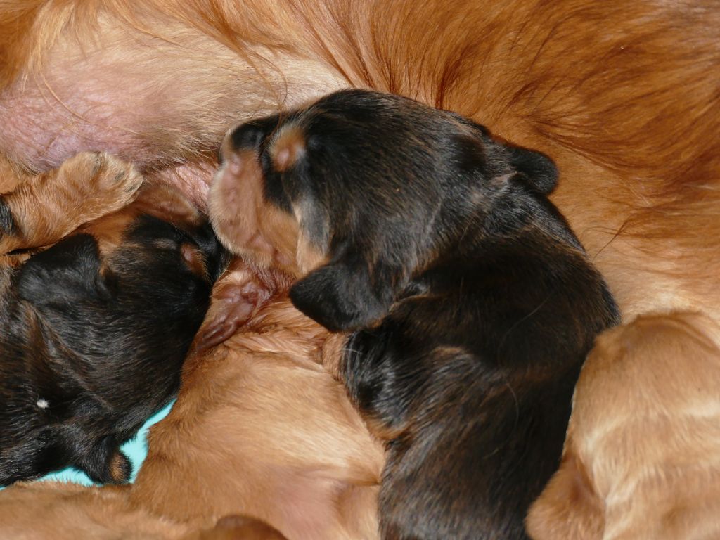 Du Temps Des Amazones - Chiots disponibles - Cocker Spaniel Anglais
