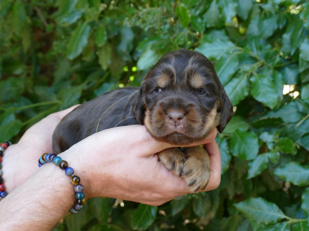Du Temps Des Amazones - Chiots disponibles - Cocker Spaniel Anglais