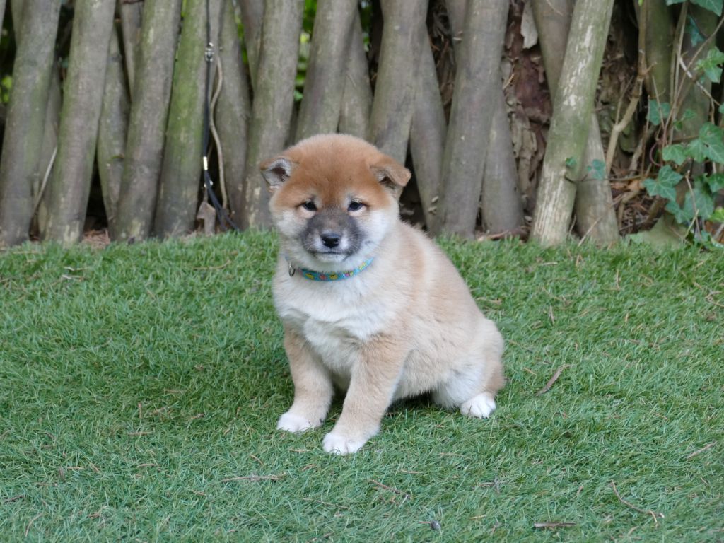 Du Temps Des Amazones - Chiots disponibles - Shiba